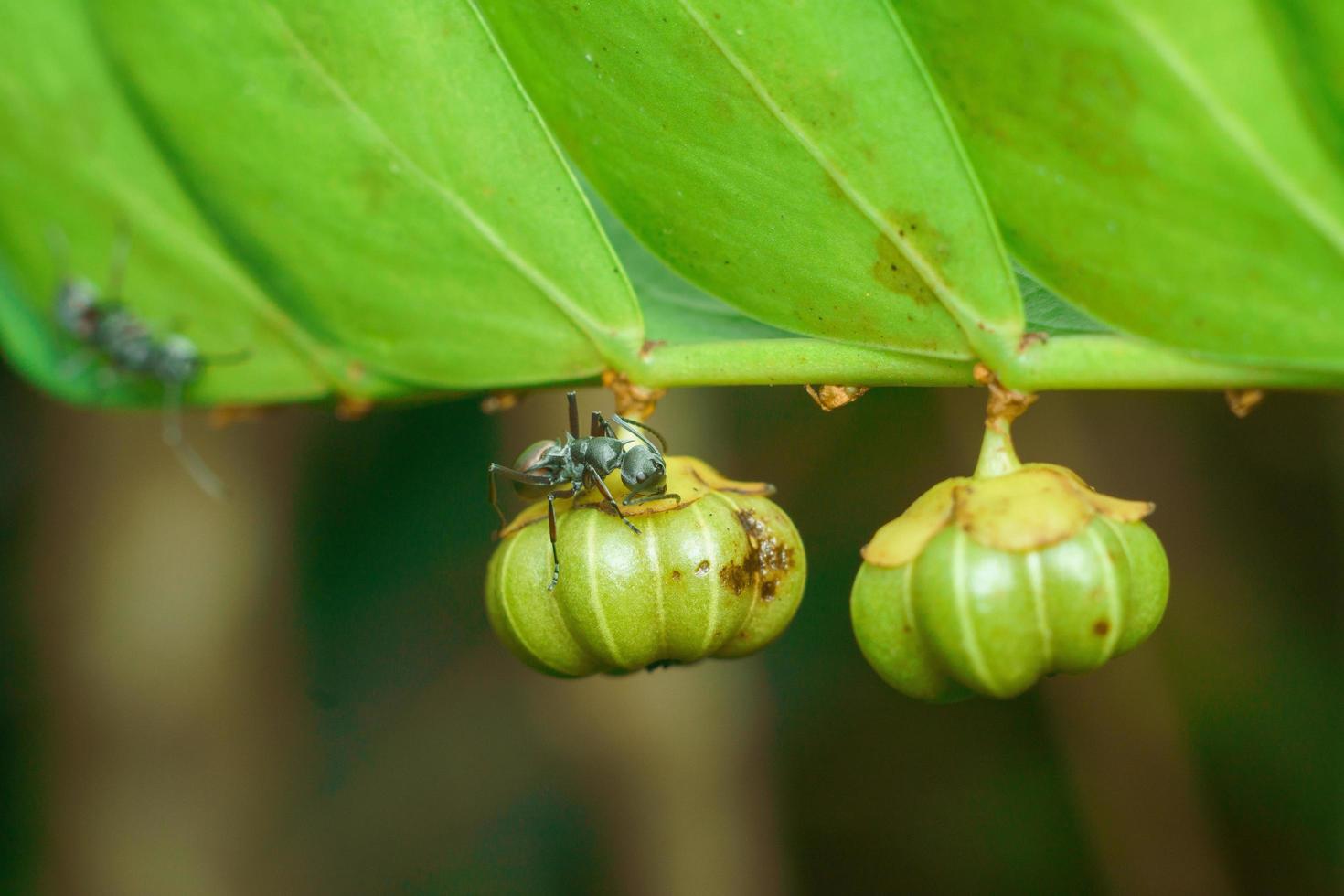 foto premium di fotografia macro insetto formica