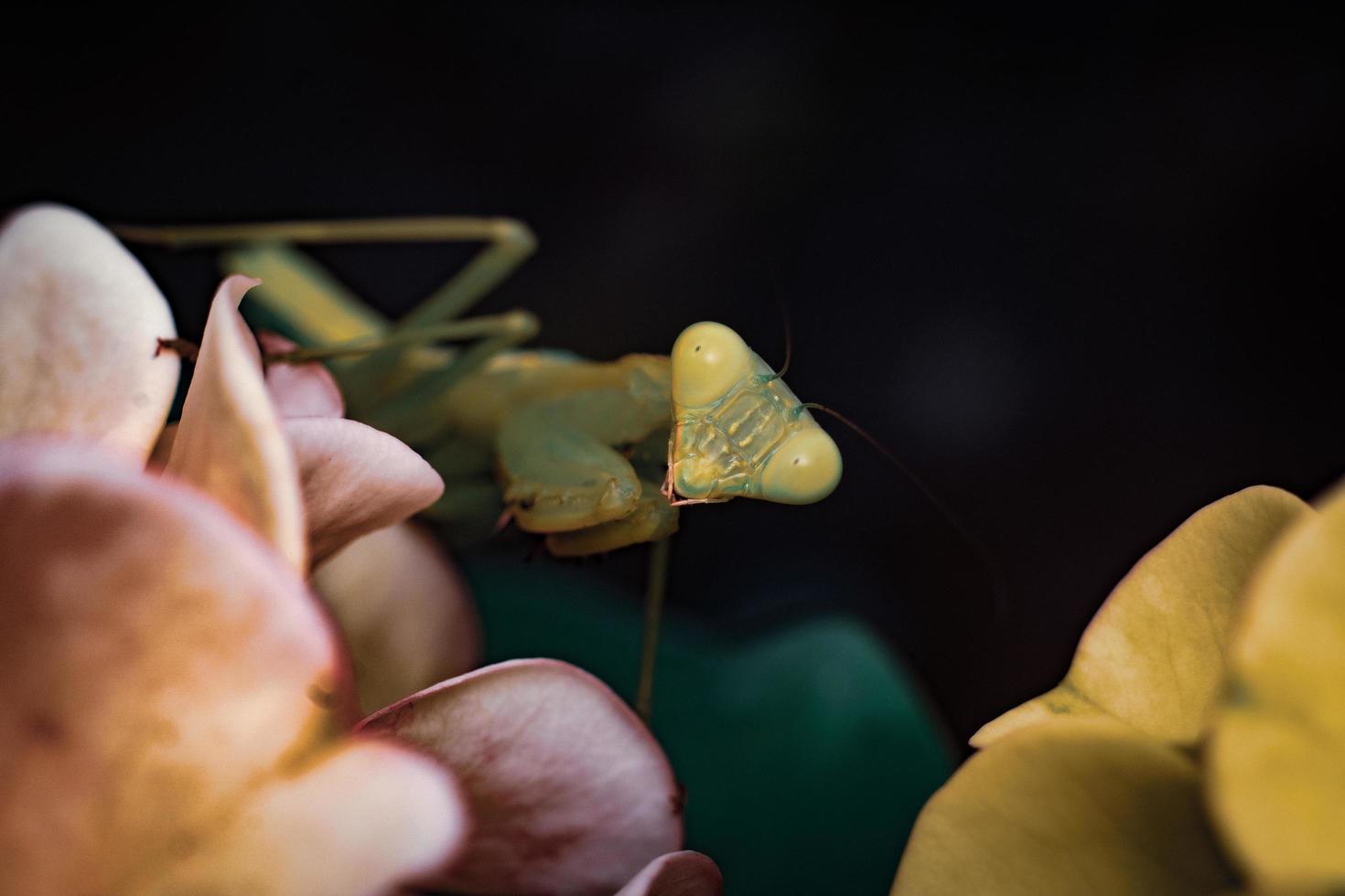 foto premium di fotografia macro insetto mantide