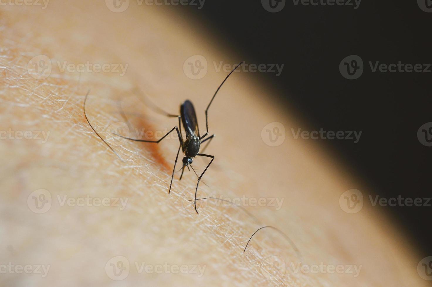 le zanzare nelle foreste tropicali succhiano il sangue sulla pelle umana. foto