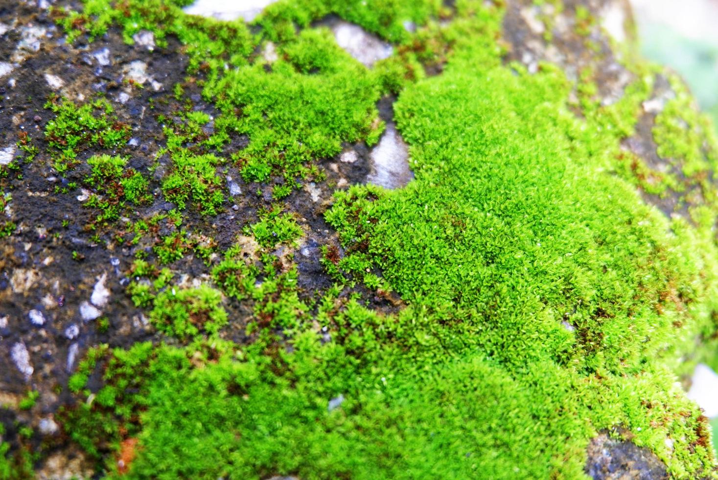 struttura verde muschio. sfondo di muschio. muschio verde su struttura di cemento, sfondo. usalo per lo sfondo o l'immagine di sfondo. c'è uno spazio vuoto per il testo foto