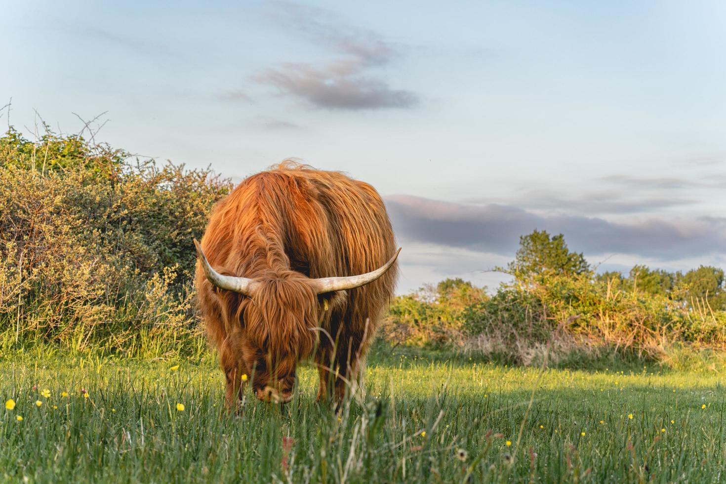 mucche highlander nelle dune di wassenaar nei Paesi Bassi. foto