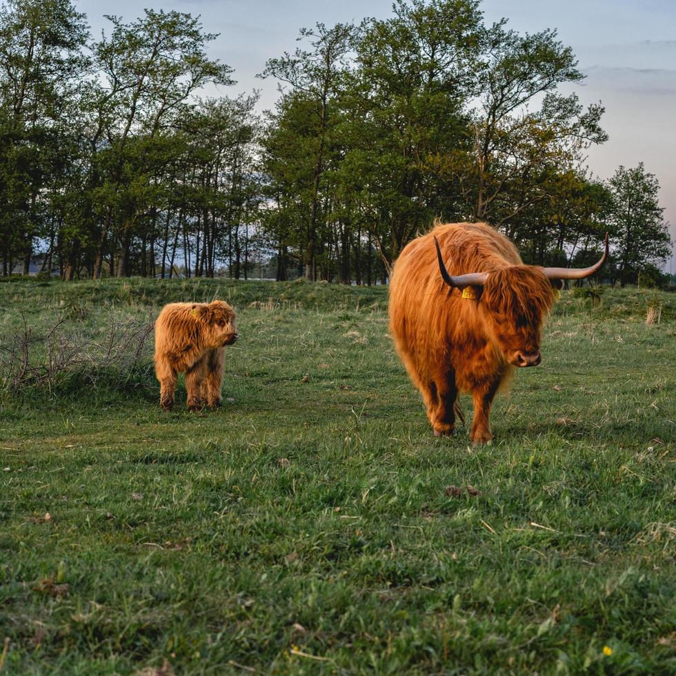 mucche highlander nelle dune di wassenaar nei Paesi Bassi. foto