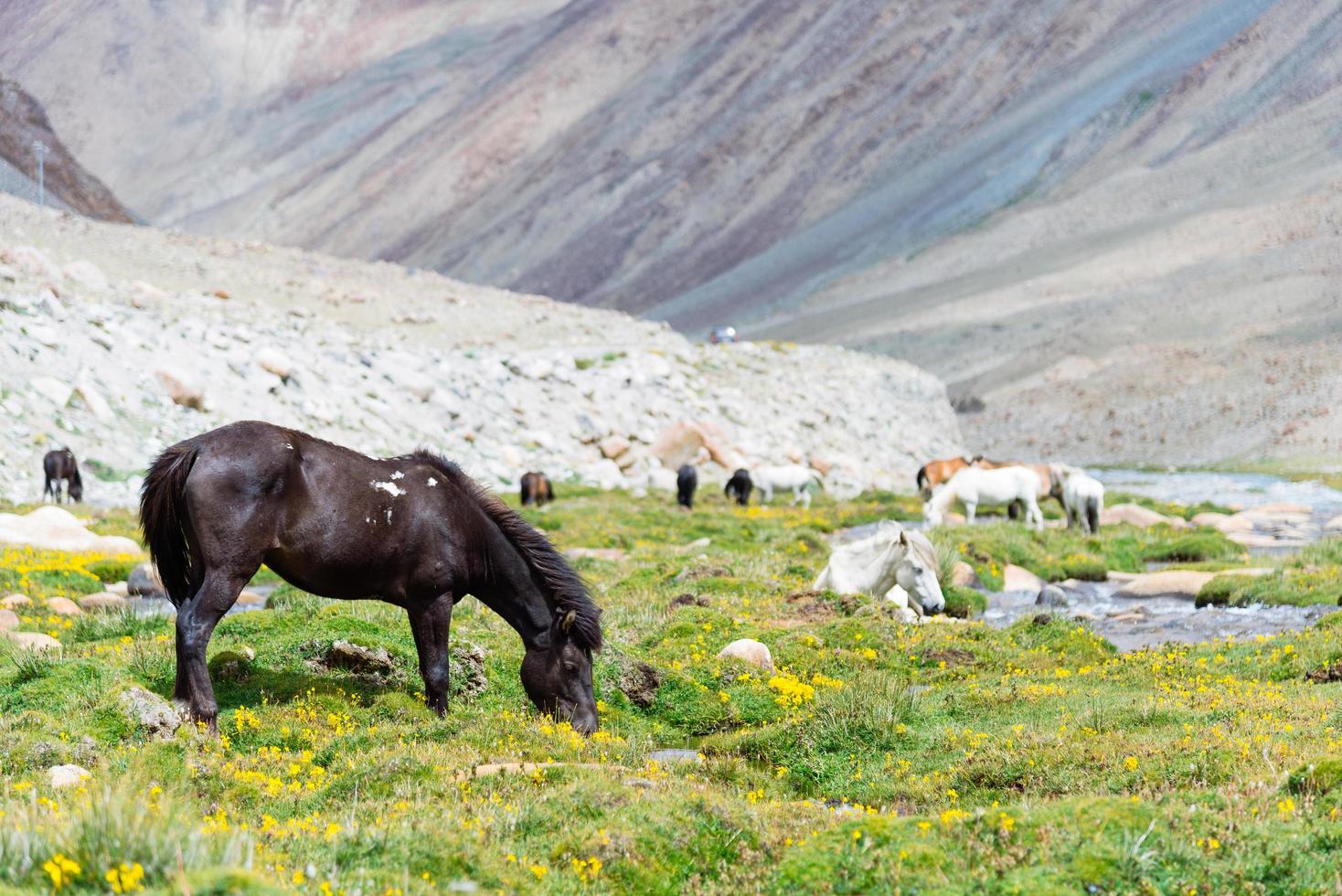 cavallo in un prato verde. foto