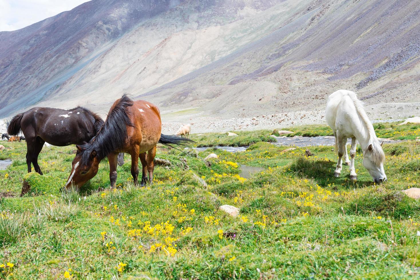 cavallo in un prato verde. foto