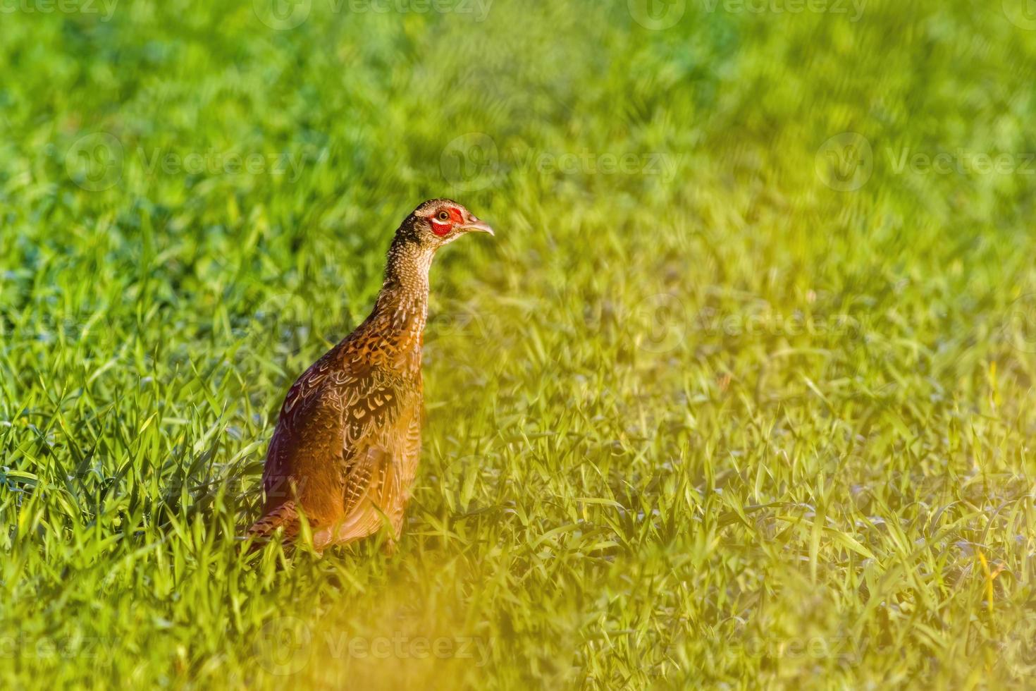 un giovane gallo fagiano in un prato foto