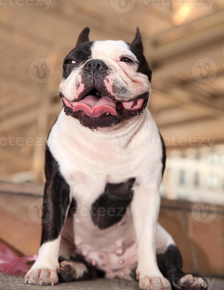 un cagnolino foto