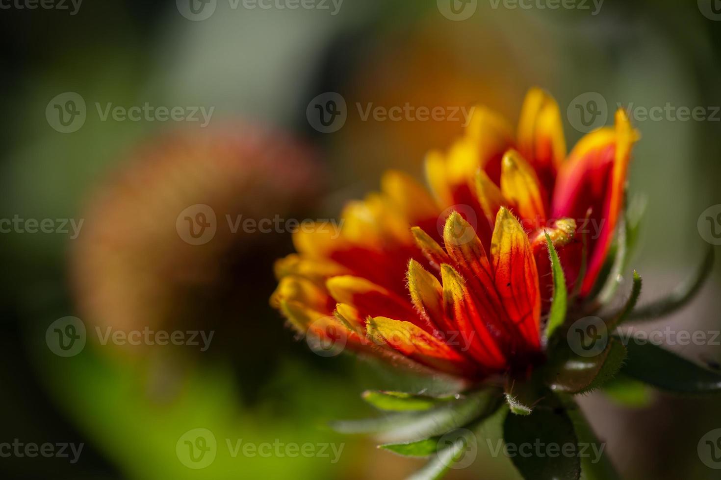 fotografia macro di fiori da giardino di petali gialli rossi. fotografia del giardino fiorito della calendula del primo piano. foto