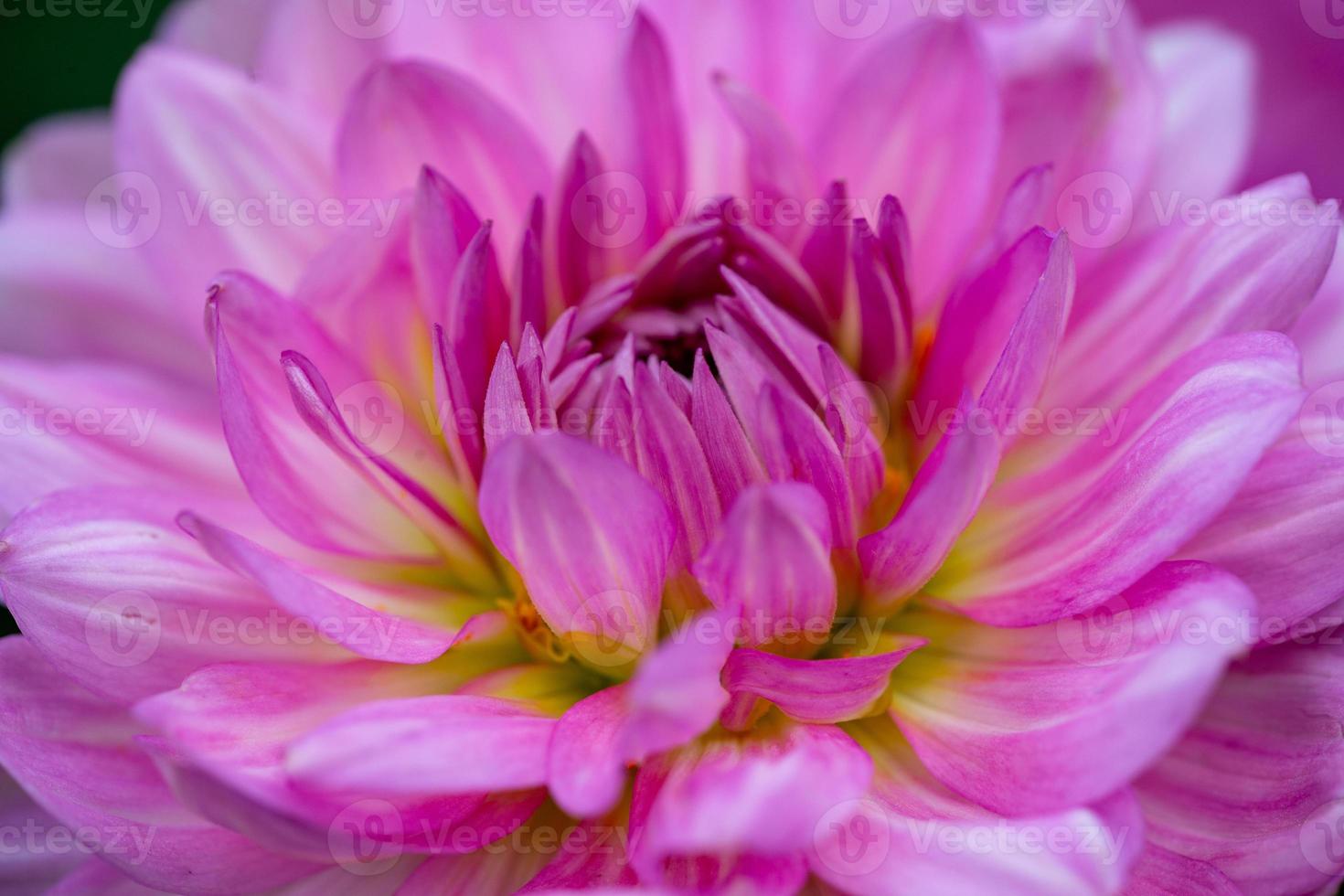 dalia rosa in fiore su una foto del primo piano di sfondo scuro. giardino viola dalia macrofotografia in uno sfondo floreale luminoso estivo.