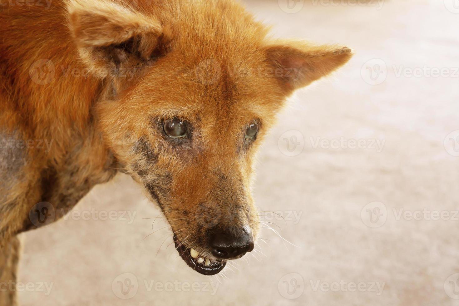 il cane soffriva di rabbia. foto