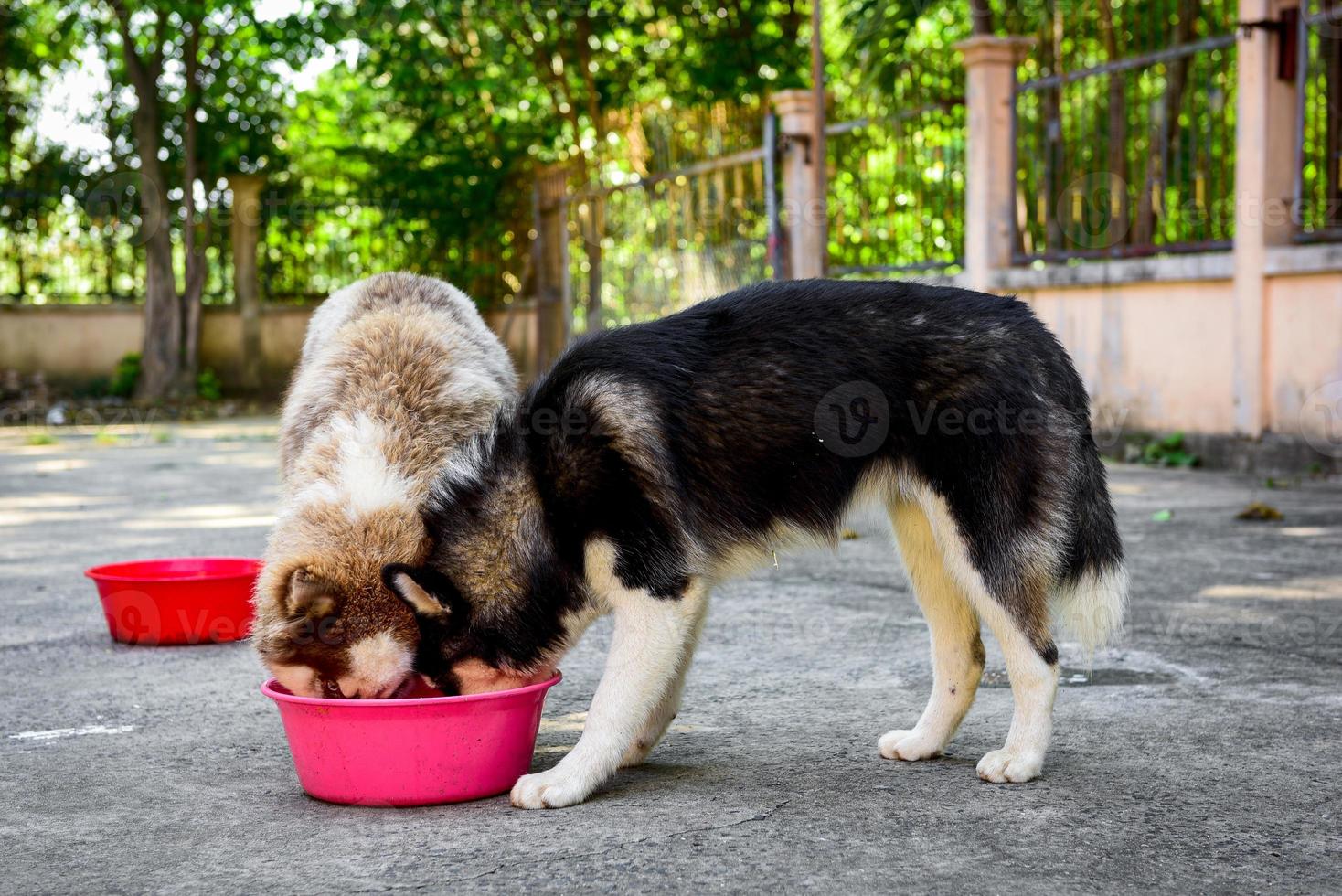 primo piano cane husky siberiano che mangia cibo dalla ciotola foto