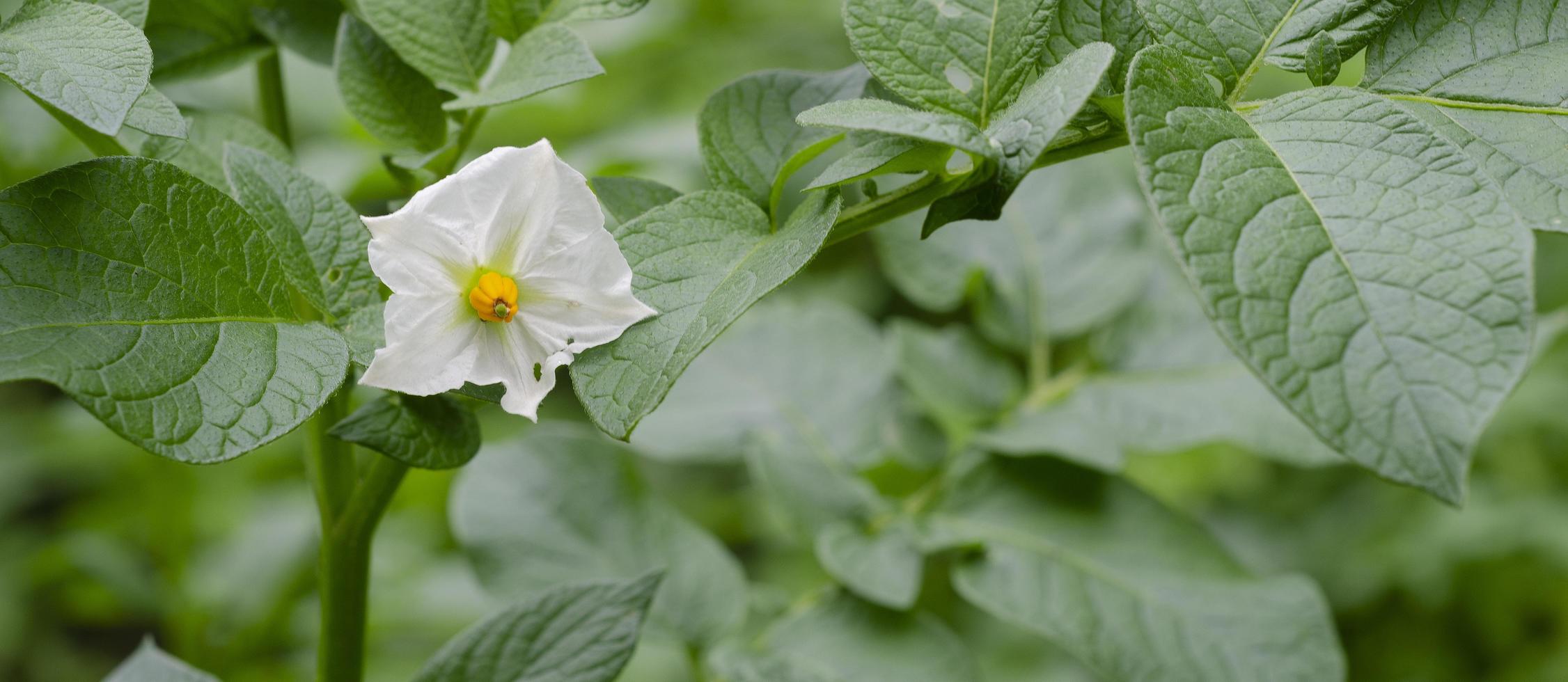 fiore di patata nel giardino.banner, copyspace foto