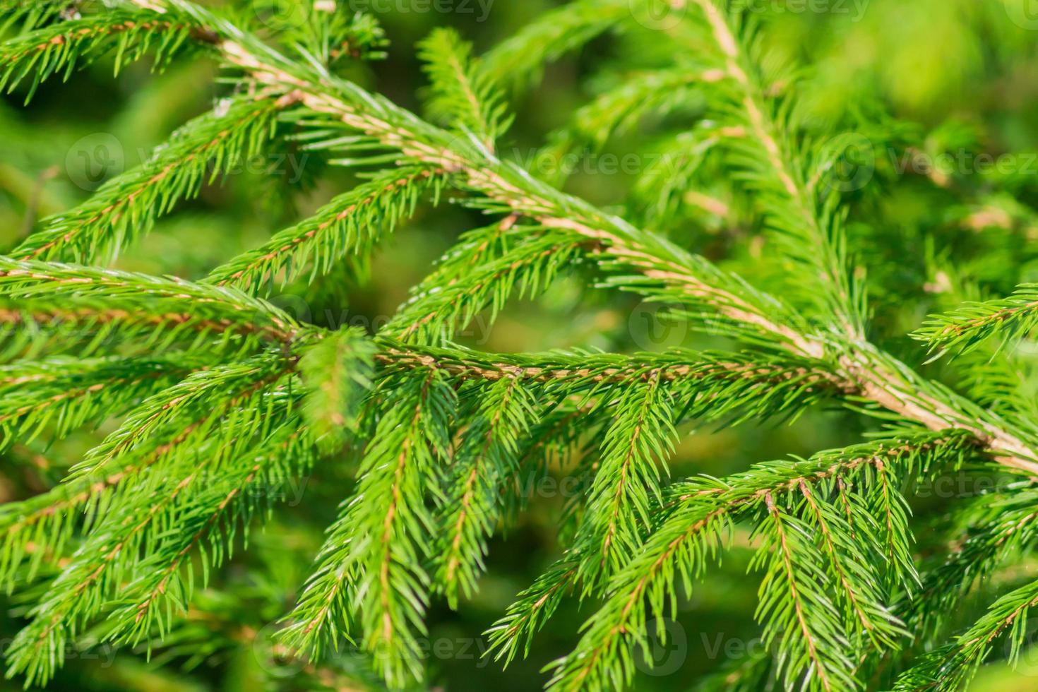 trama di sfondo del ramo di un albero di abete verde. soffice giovane ramo di abete foto