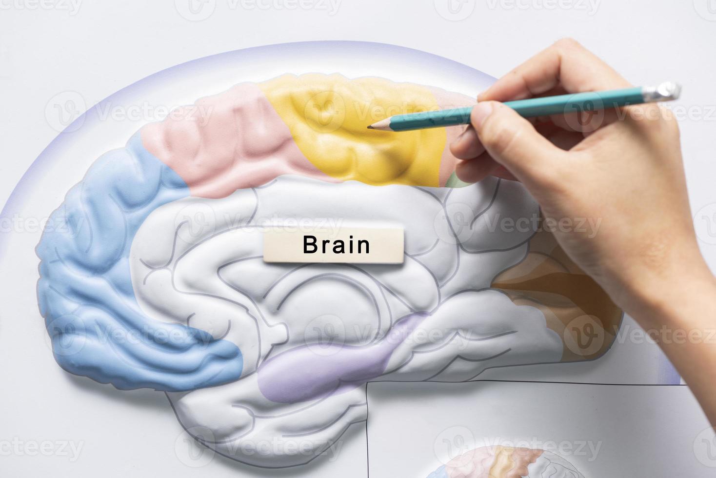 mano che tiene la matita per insegnare l'anatomia del cervello foto