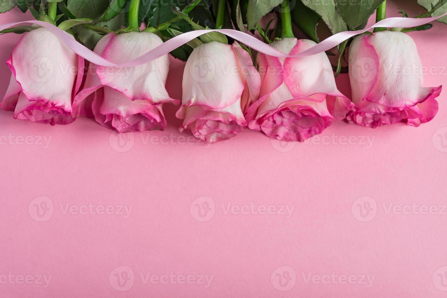 rose in fiore rosa e nastro su sfondo rosa pastello. cornice floreale romantica. copia spazio foto