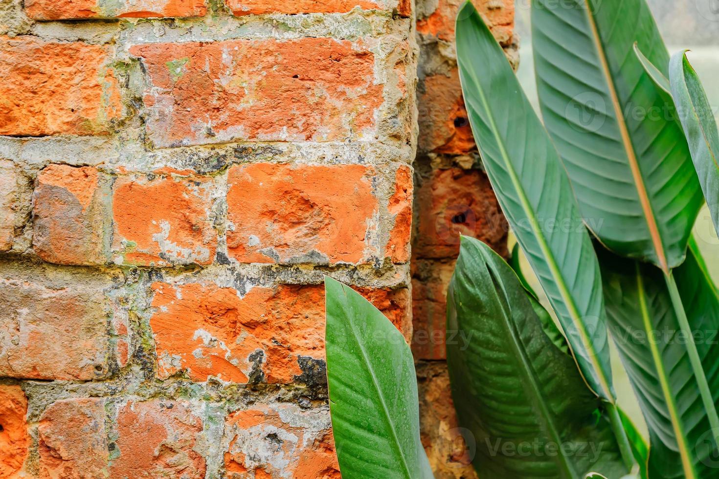 foglie verdi di piante tropicali accanto al muro di mattoni del sottotetto. trama di sfondo foto