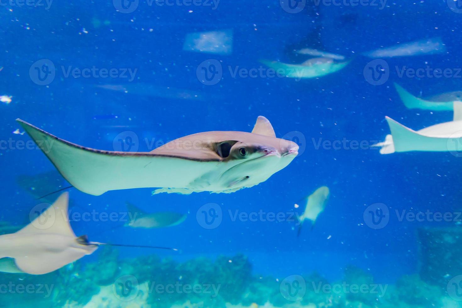 primo piano di molte razze attraverso la finestra dell'acquario foto