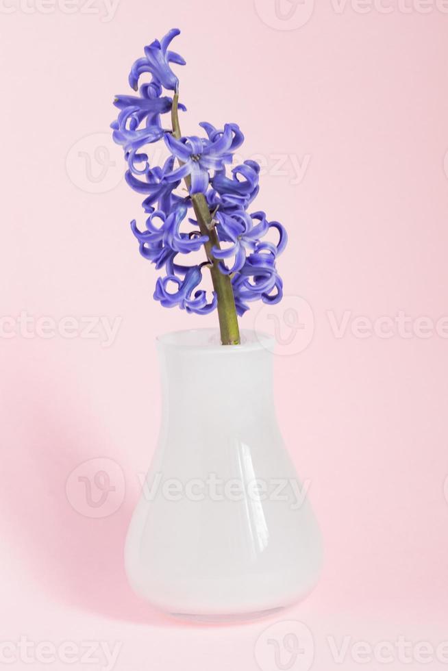 bellissimo giacinto in fiore in vaso di vetro bianco su sfondo blu. bouquet primaverile per la decorazione d'interni. sfondo creativo con spazio per la copia, bellissimo giacinto in fiore in vaso di vetro bianco foto
