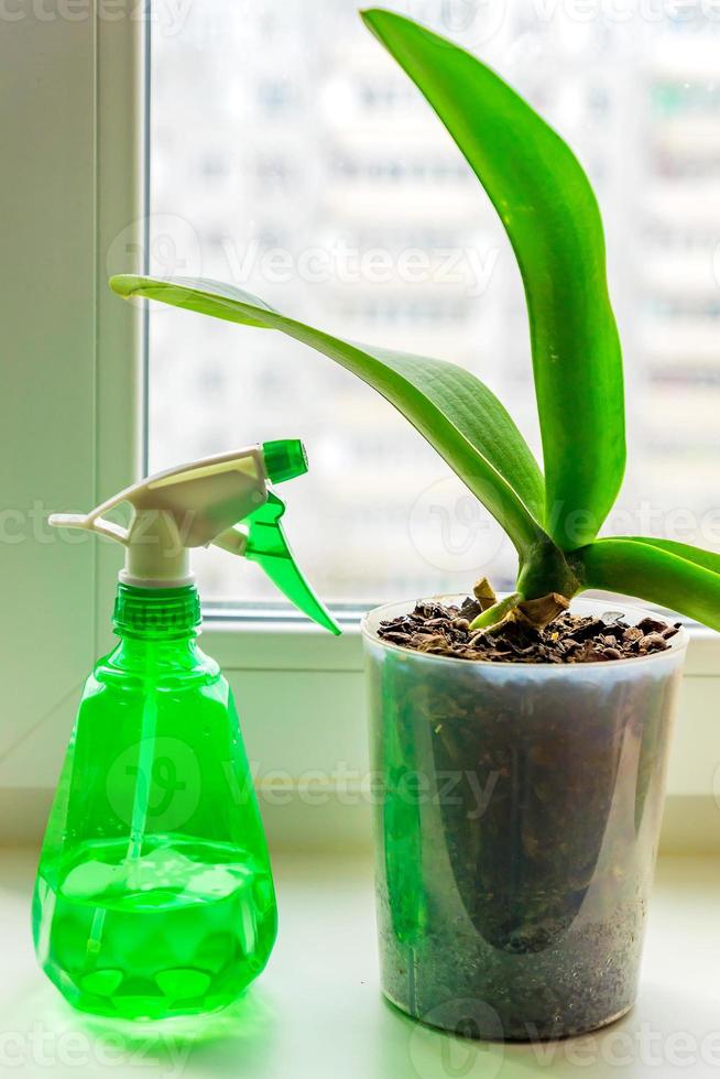 orchidea di muschio in un vaso di plastica e spruzzatore sul davanzale della finestra. concetto di cura delle piante da casa foto