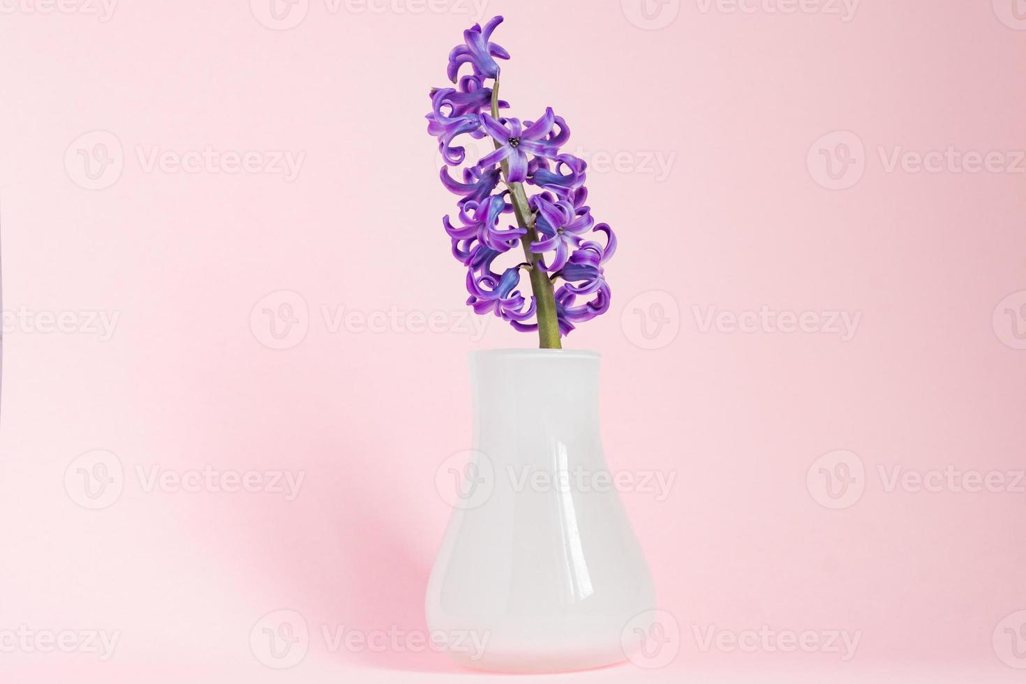 bellissimo giacinto in fiore viola in vaso di vetro bianco su sfondo rosa. bouquet primaverile per la decorazione d'interni, sfondo creativo con spazio per la copia foto