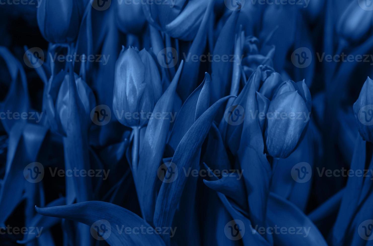 colore di tendenza 2020 blu classico, sfondo tulipani per il design. foto