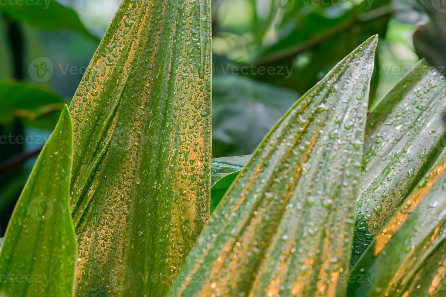 foglie tropicali dopo la pioggia. sfondo della natura della giungla. foto