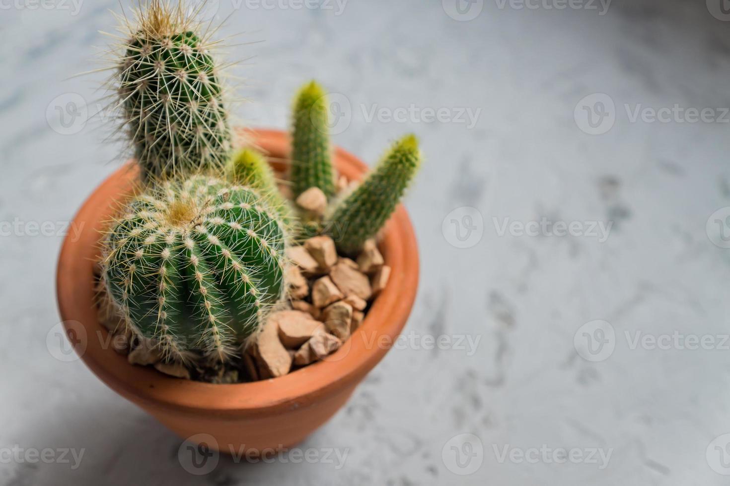 primo piano di cactus sagomato con lunghe spine su vaso di creta su sfondo grigio. foto