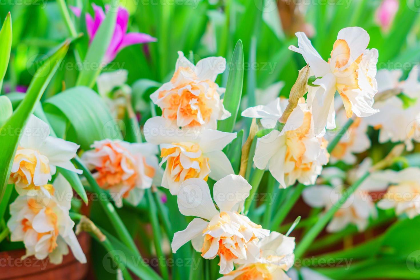 teneri fiori di narciso in fiore giallo nel giardino primaverile, sfondo floreale foto