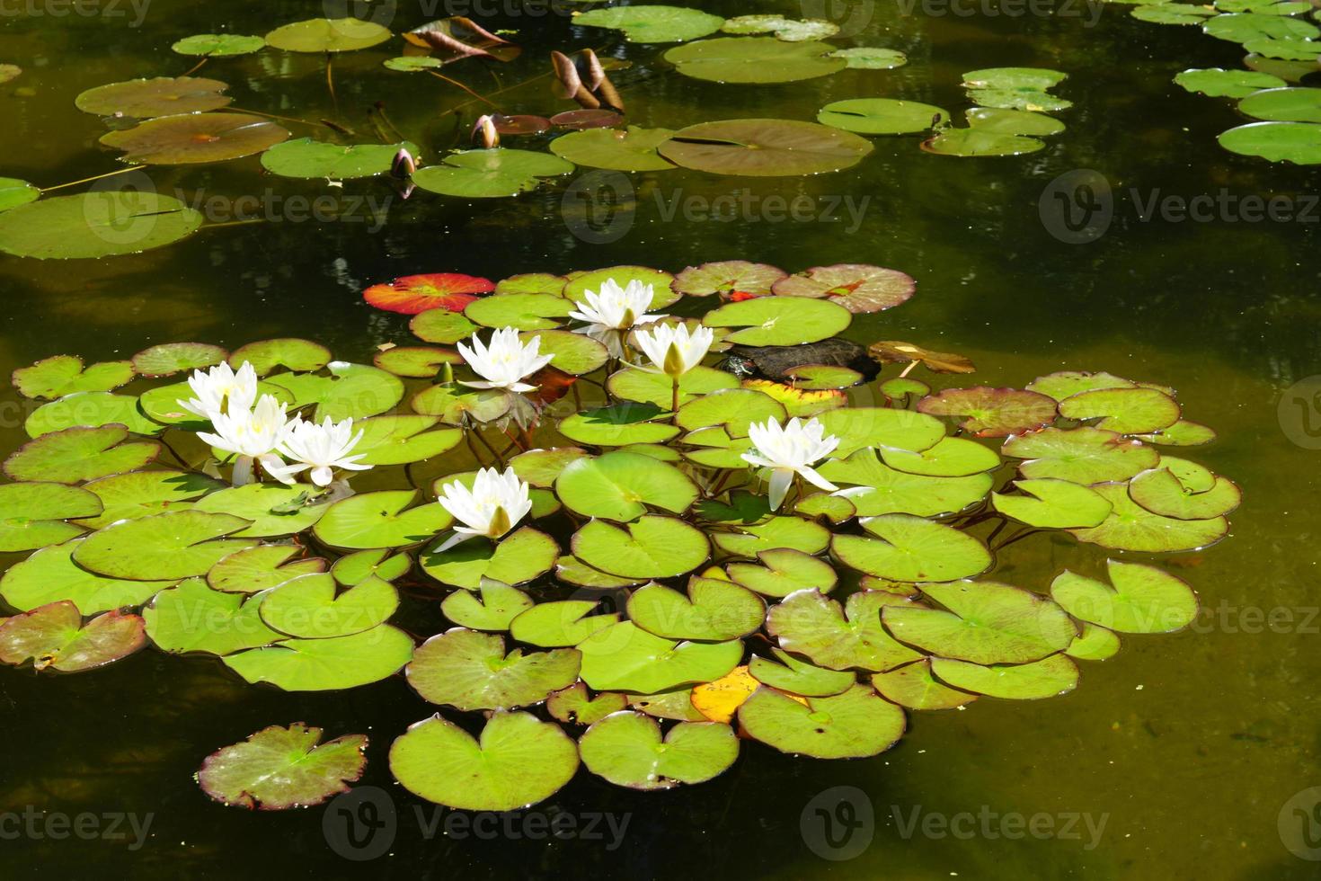 bella ninfea bianca che galleggia sulla superficie dell'acqua foto