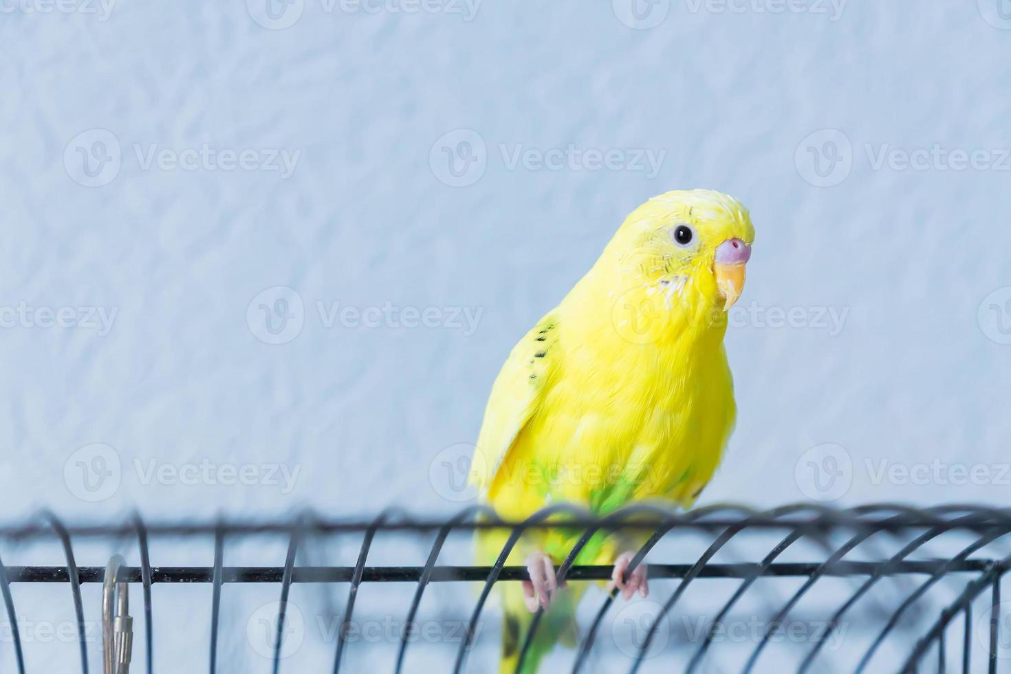 pappagallo o pappagallo ondulato giallo si siede sulla gabbia su sfondo blu foto