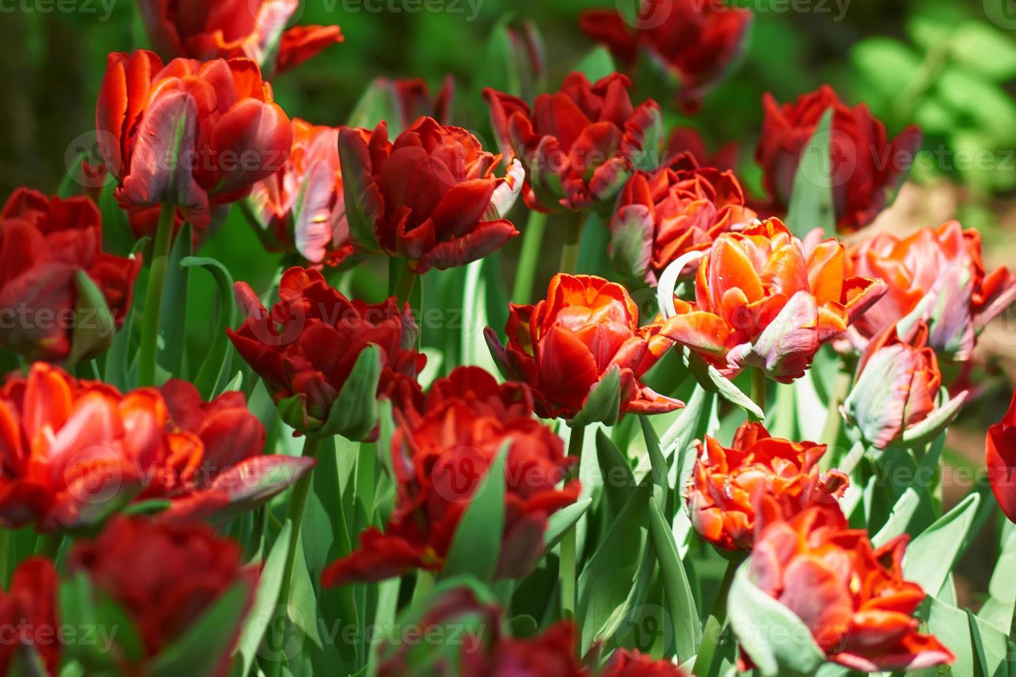 sfondo colorato per feste o compleanni con aiuola di tulipani di colore rosso foto