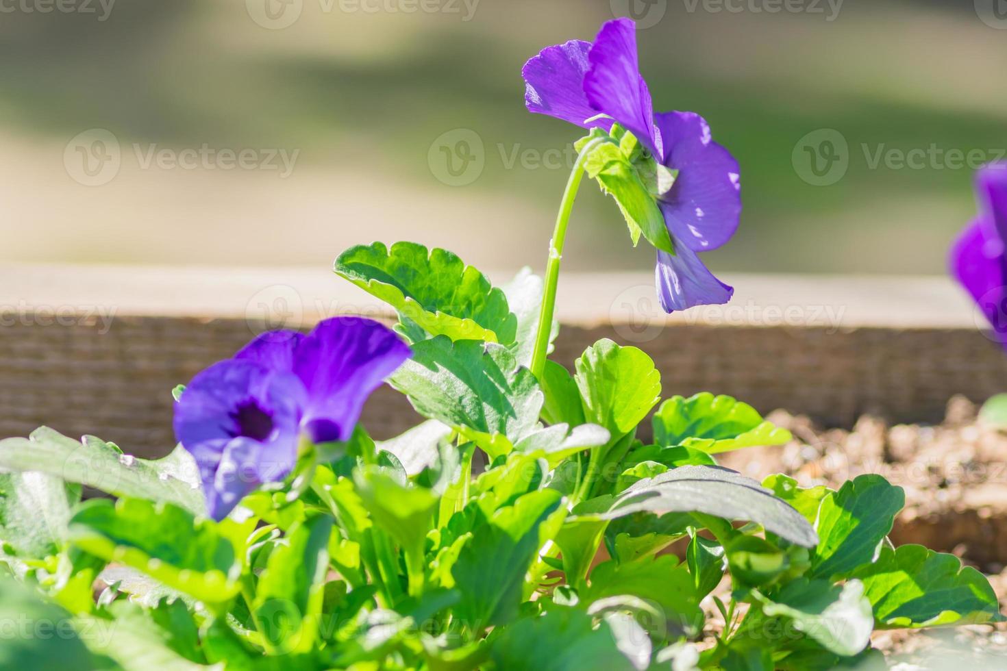 aiuola di fiori blu viola del pensiero in fiore. foto