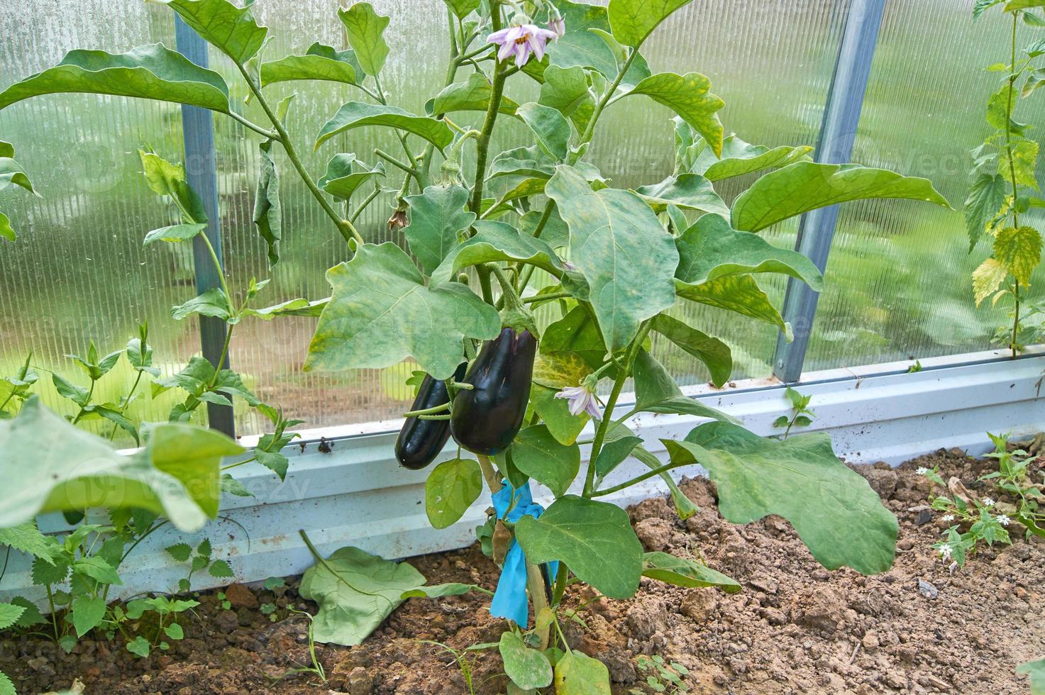 melanzane nell'orto. melanzane fresche biologiche. foto