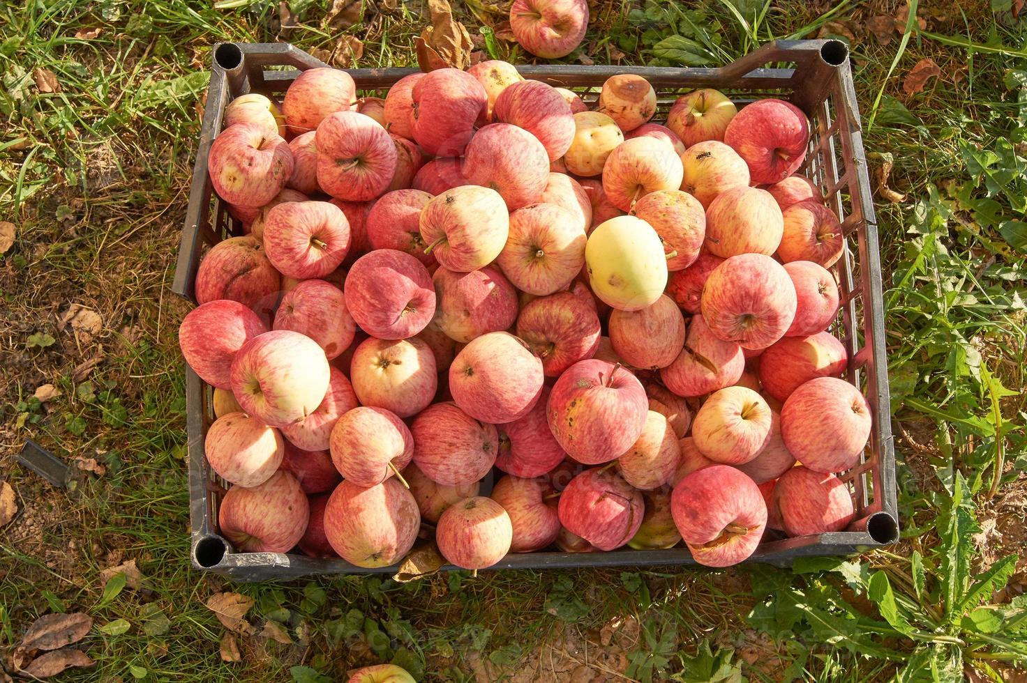 scatola di plastica piena di mele cadute mature. cibo sano biologico. eco che cresce sui frutti foto