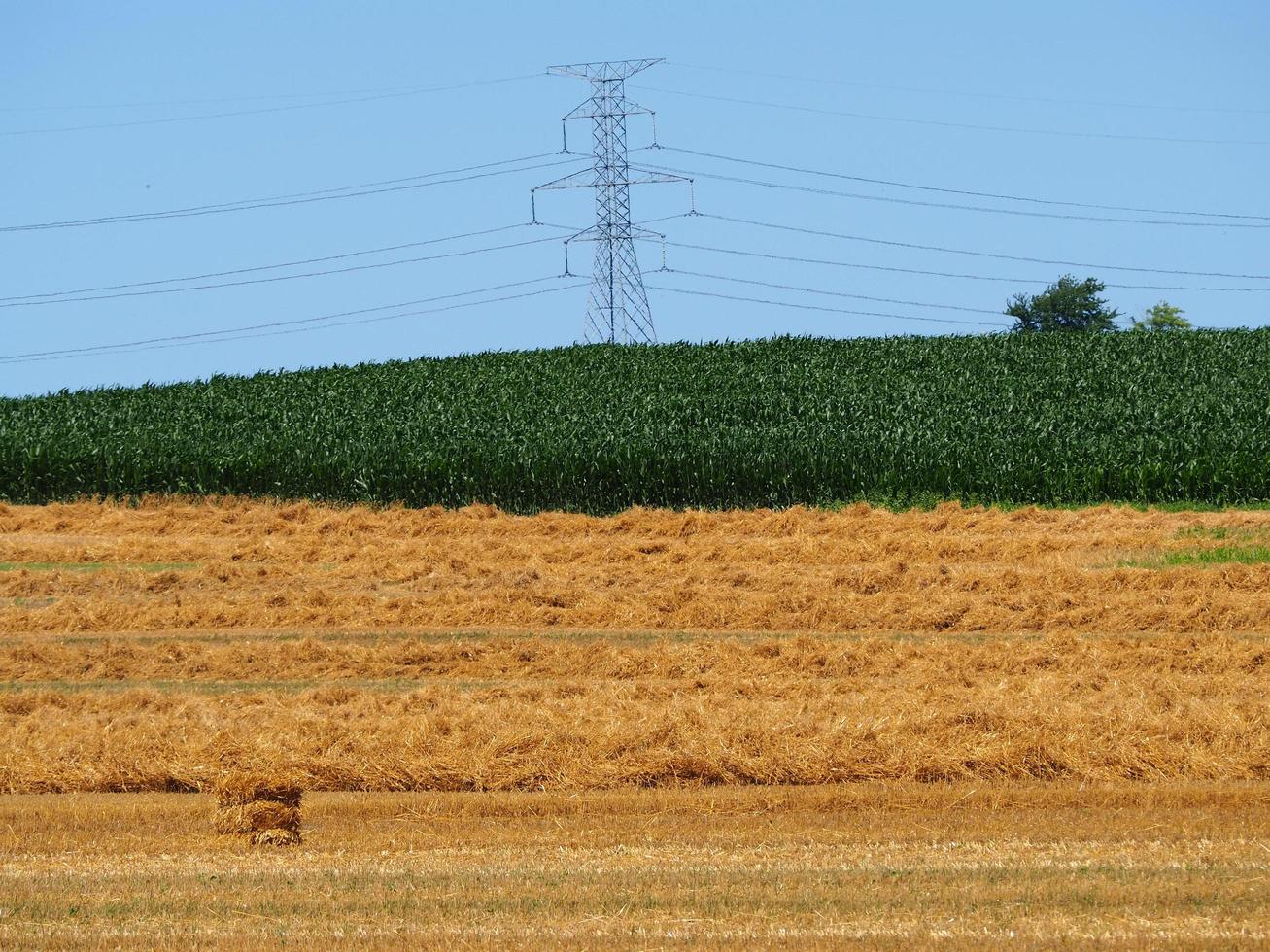 campo di grano in una giornata di sole foto