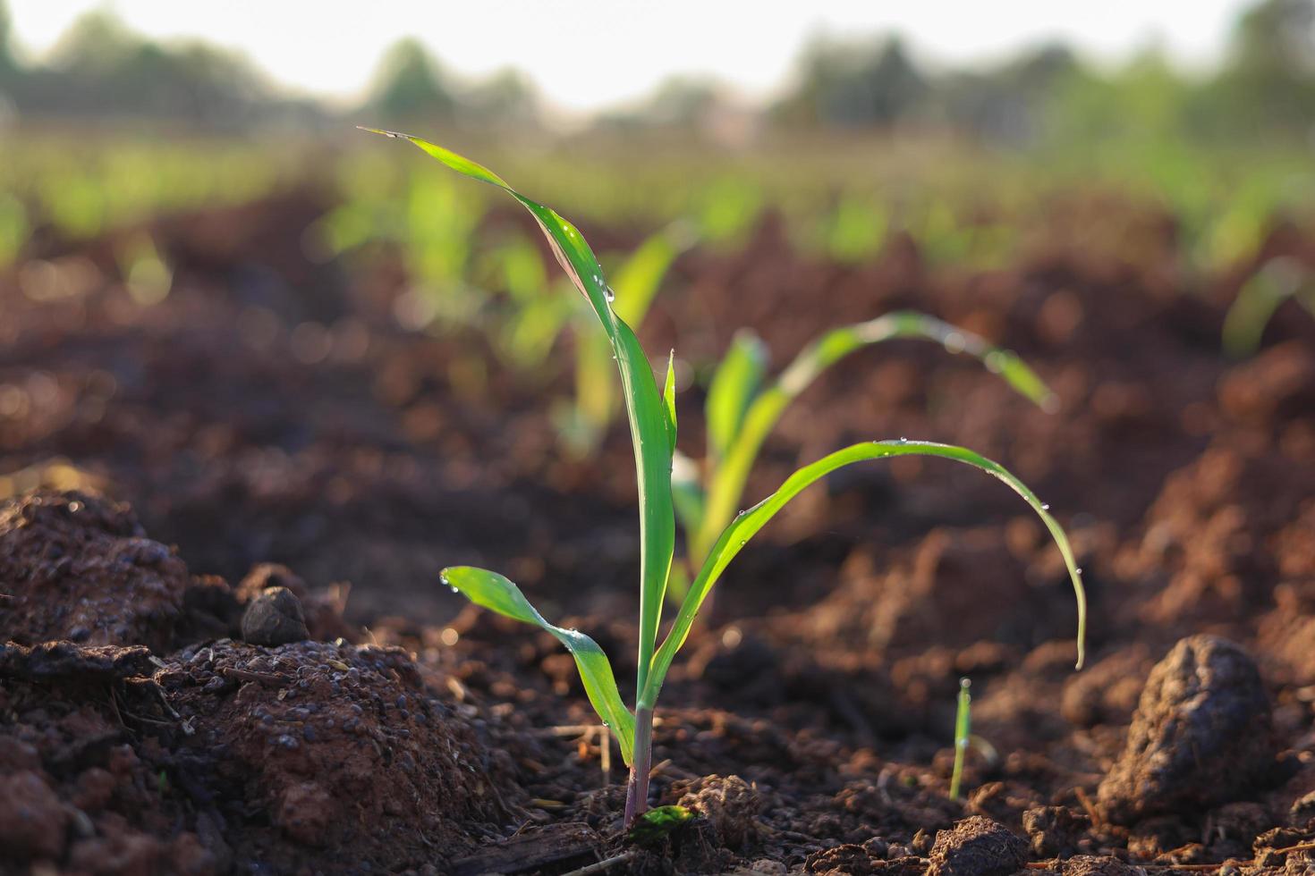 piantare piantine di mais sul terreno e coltivare piante economiche foto