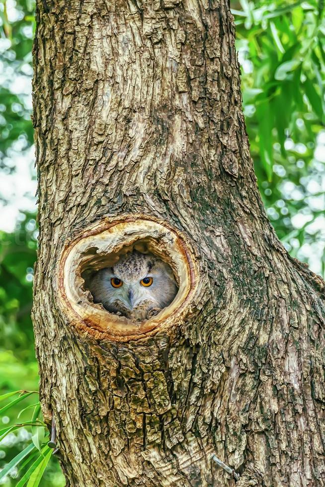 il gufo vive in un nido su un grande albero. è un animale domestico popolare in Thailandia. foto