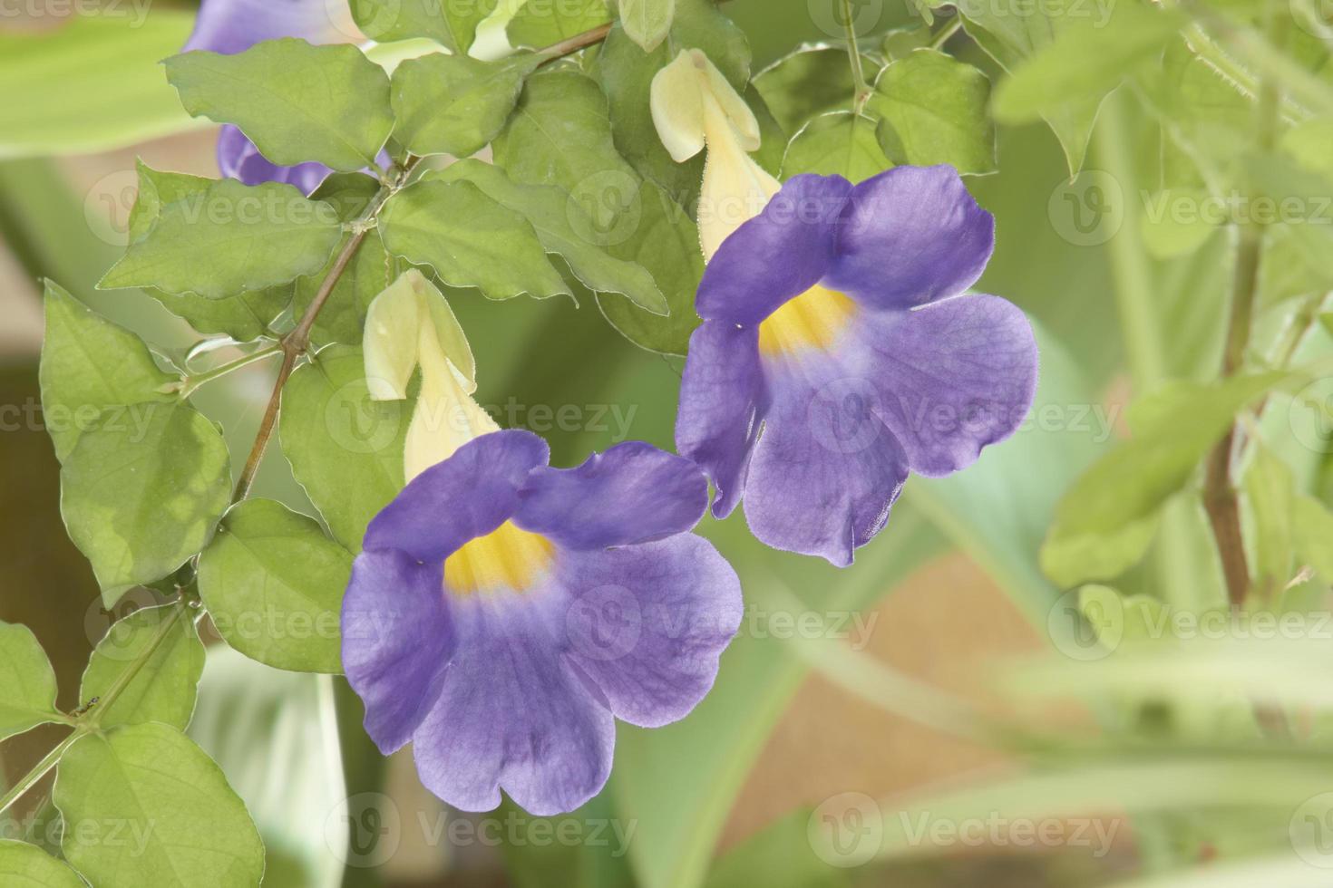 fiore di thunbergia battiscombei. foto