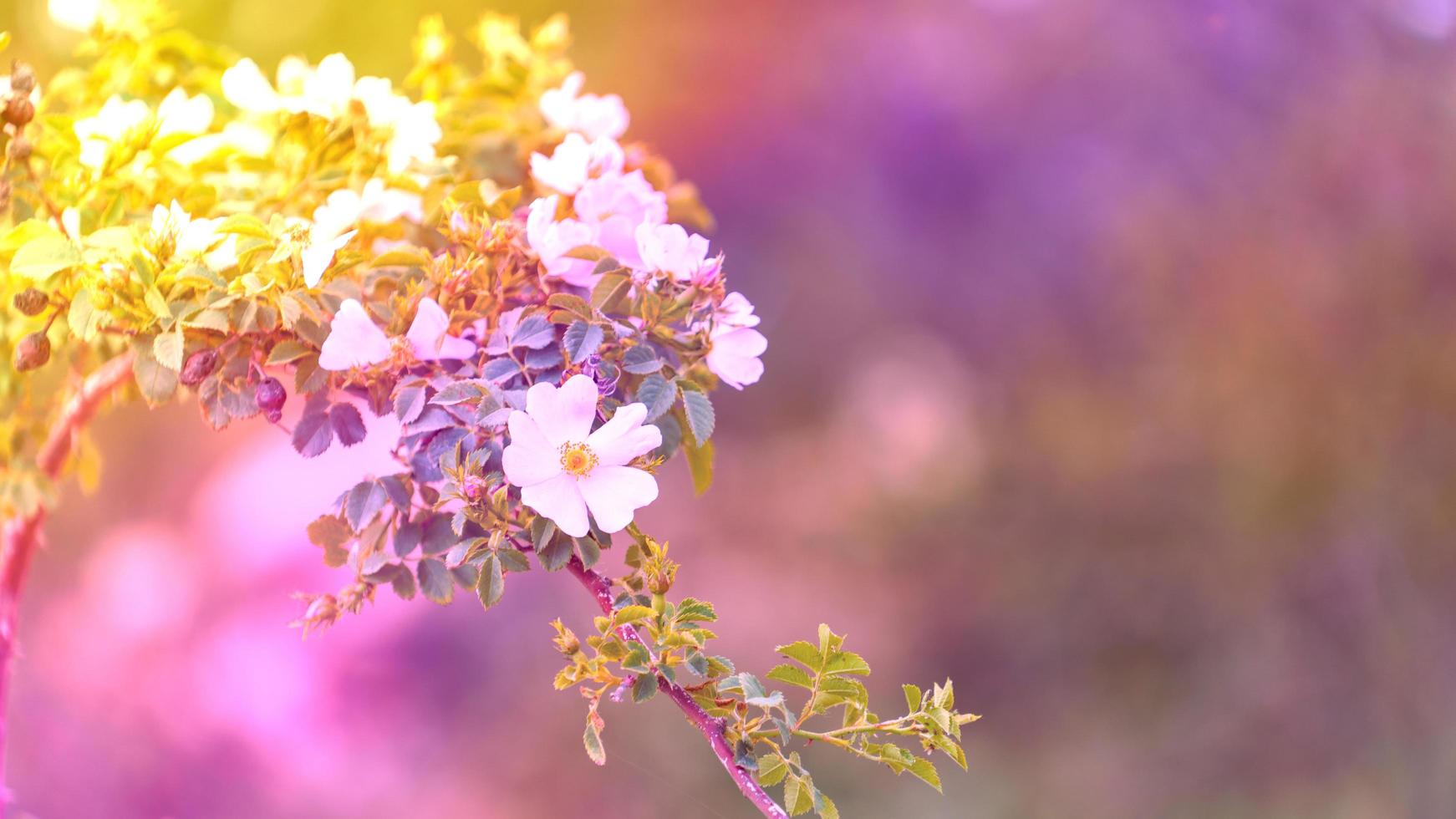 sfondo luminoso multicolore con rosa canina bianca foto