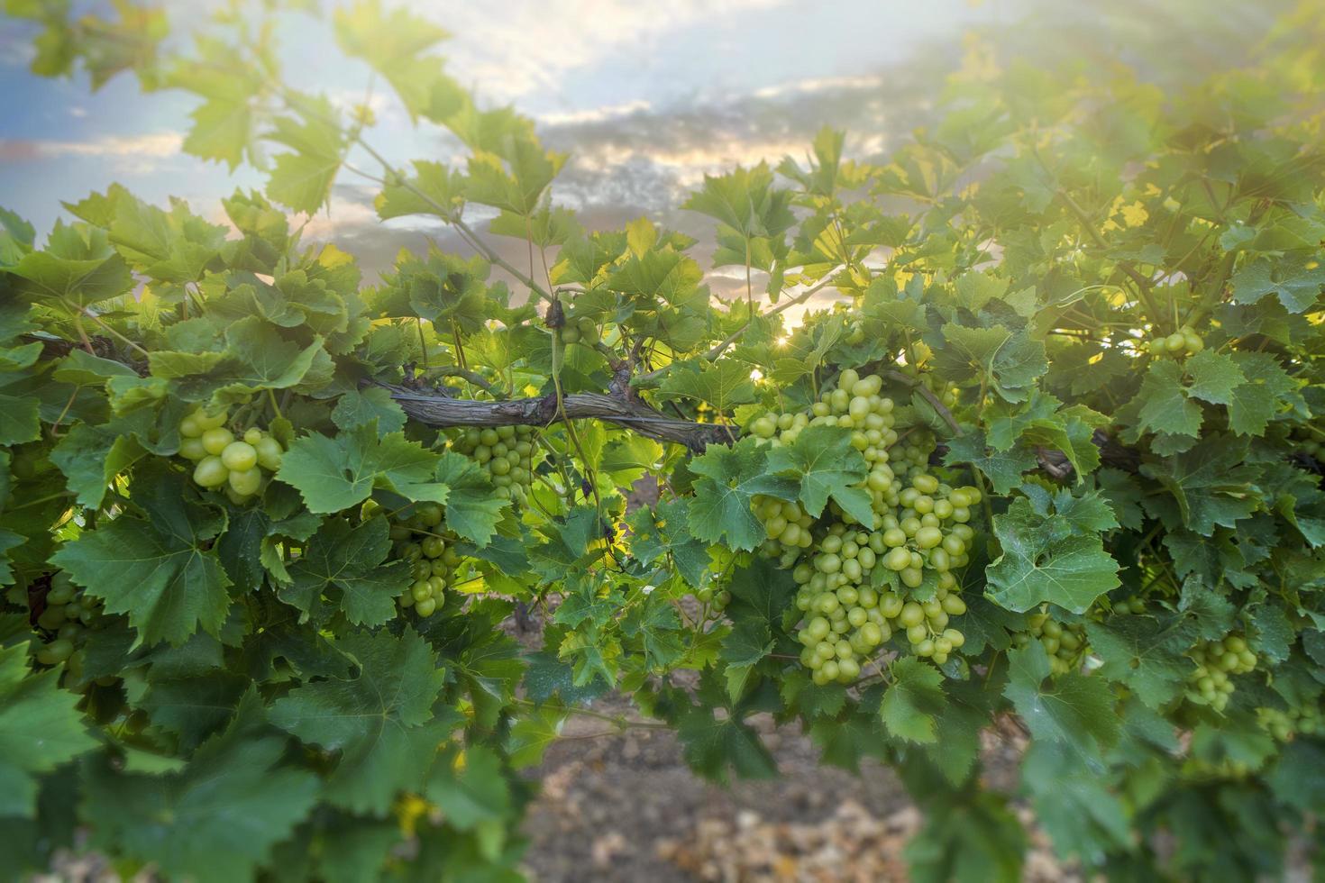 uve da vino bianche in vigna durante il giorno. foto