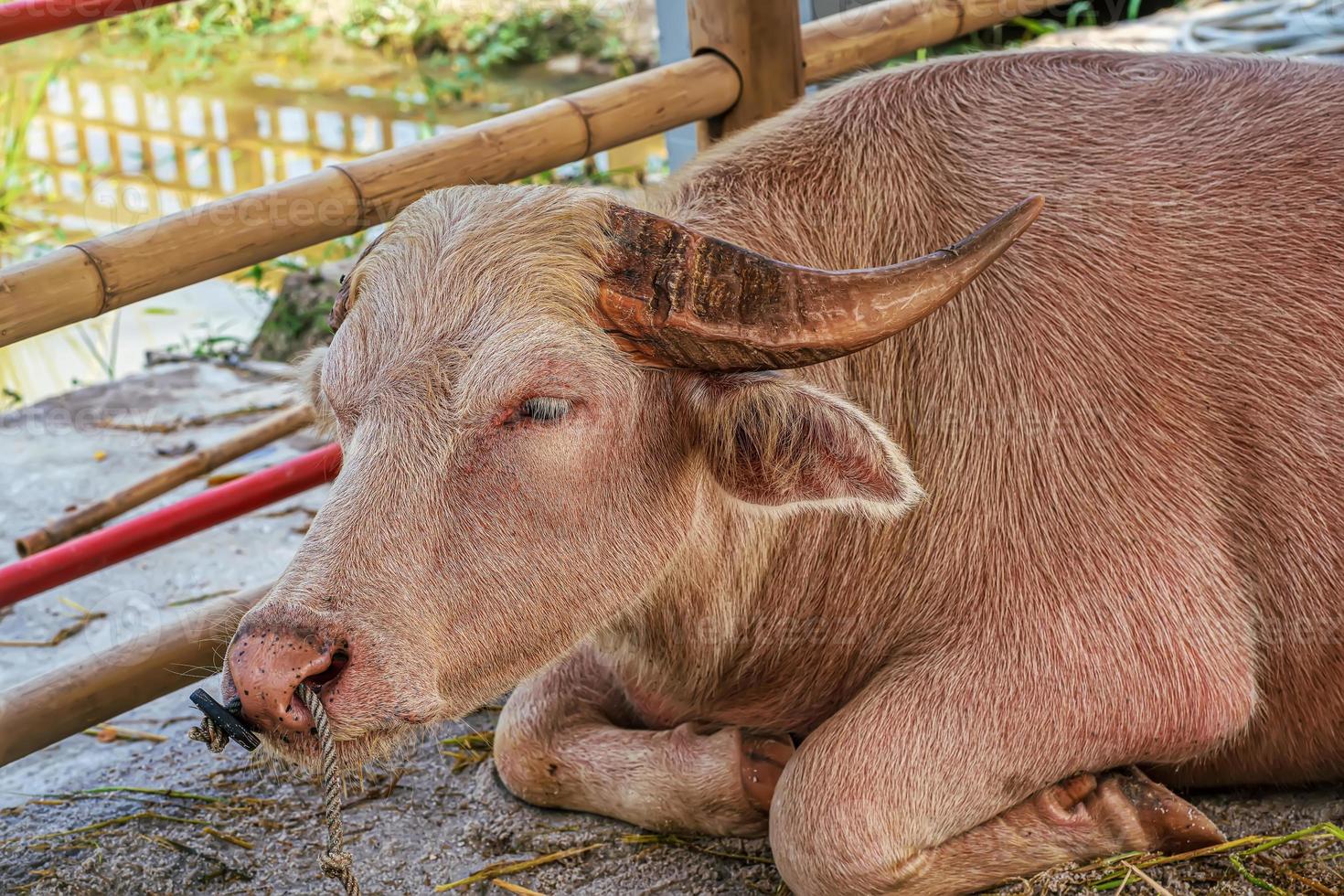 il albino bufalo dorme nel un' stabile. foto