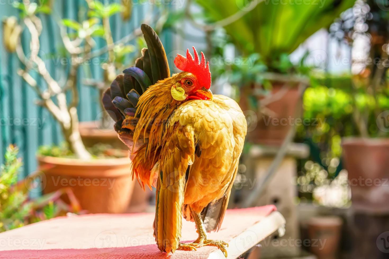 il serama siamo pose foto