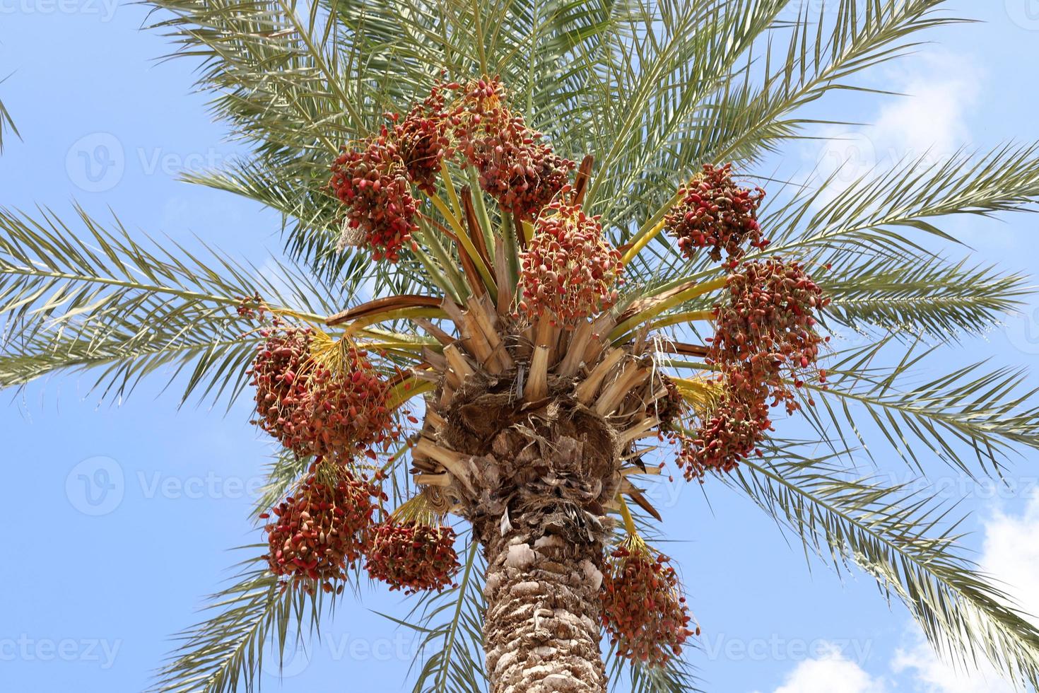 ricco raccolto di datteri sulle palme nel parco cittadino. foto