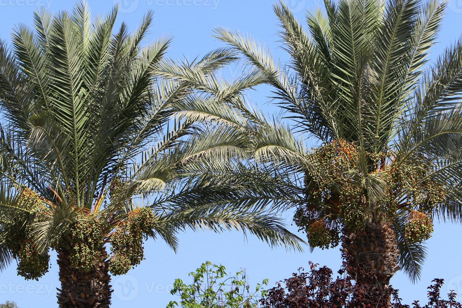 ricco raccolto di datteri sulle palme nel parco cittadino. foto
