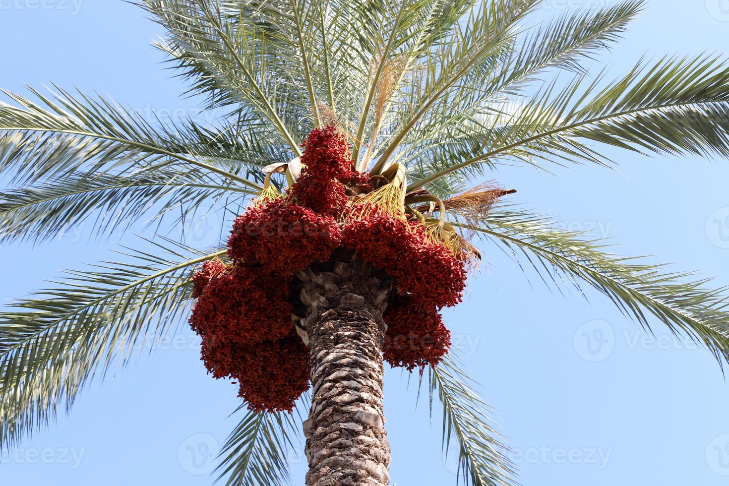 ricco raccolto di datteri sulle palme nel parco cittadino. foto