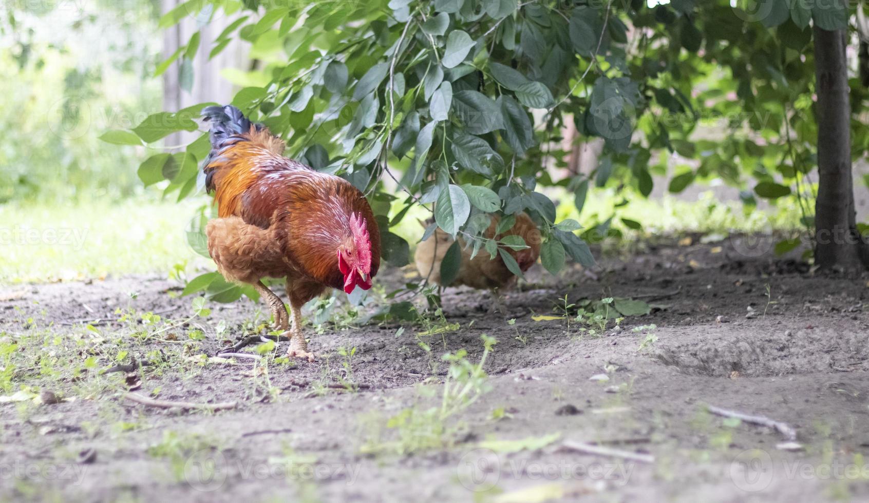 un grande gallo dal ciuffo rosso in paese. giovane galletto rosso rhode island rosso aia mix. una bella foto di un gallo piumato arancione del Rhode Island in una piccola fattoria. piume multicolori.