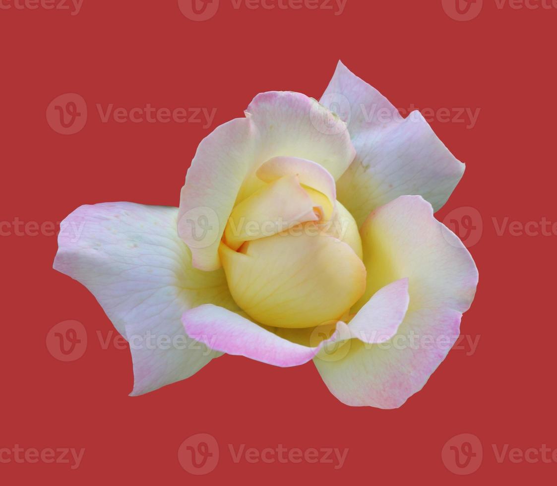 bianca rosa. bellissimo fioritura rosa isolato su rosso sfondo avvicinamento foto