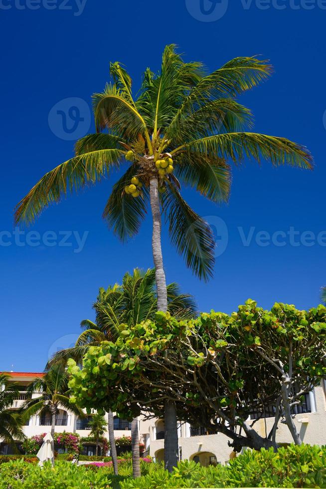 palma di cocco con noci di cocco a playa del carmen, messico foto