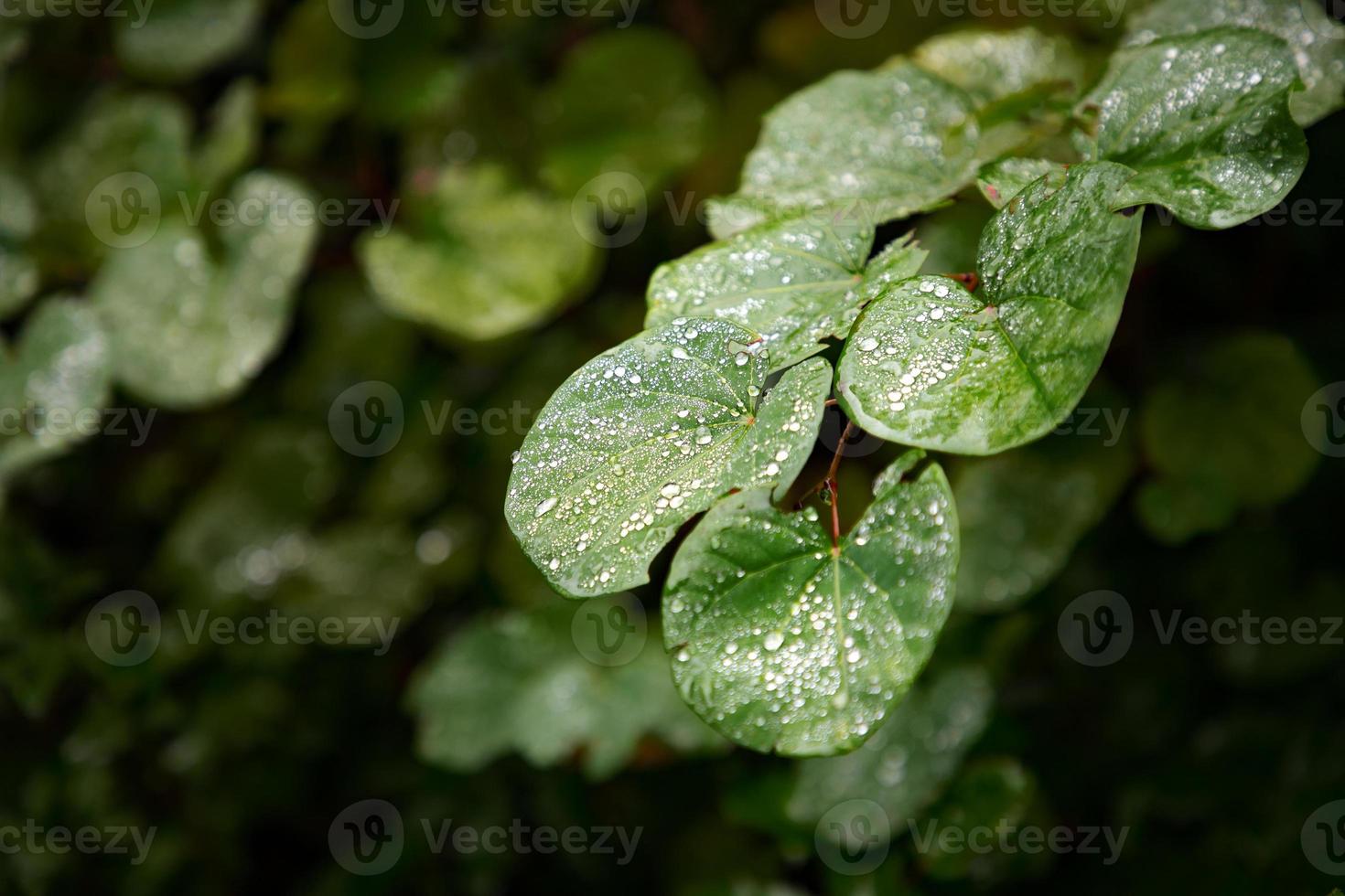 gocce di pioggia su verde le foglie dopo pioggia. natura sfondo. foto