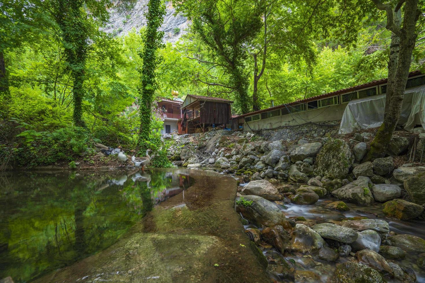 montagna fiume ruscello cascata verde foresta paesaggio natura pianta albero foresta pluviale giungla foto