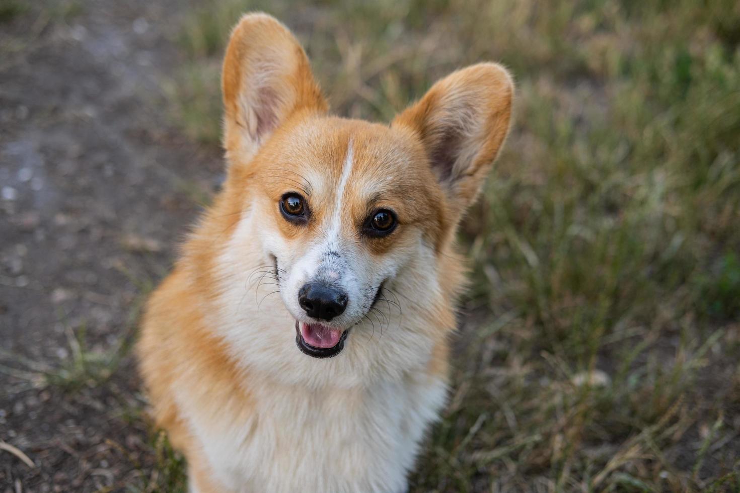 ritratto di divertente corgi cane all'aperto nel il parco foto